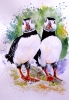 Puffins