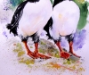 Puffins