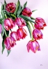 Bouquet of tulips