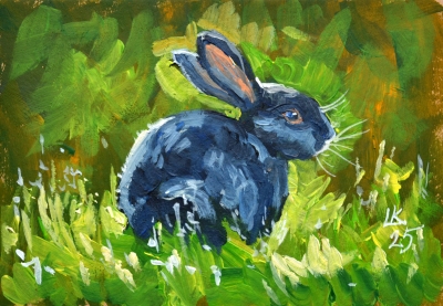 Black Rabbit in the grass