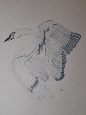 Trumpeter Swan 
