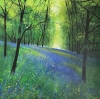Spring Woodland Bluebell View