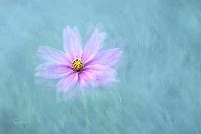 Floral Melancholy