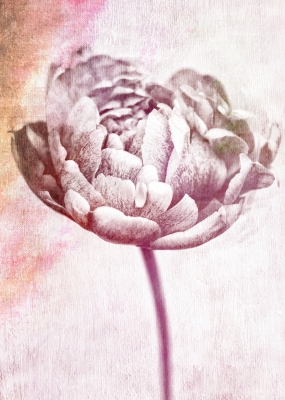 Subtle Beauty