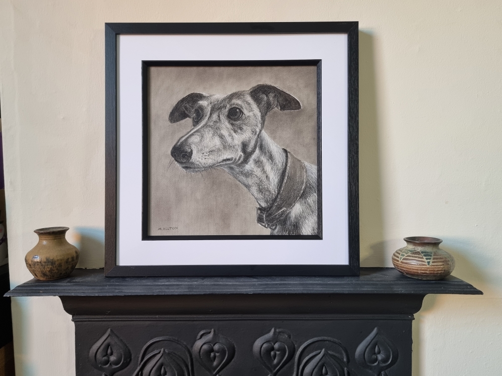Whippet