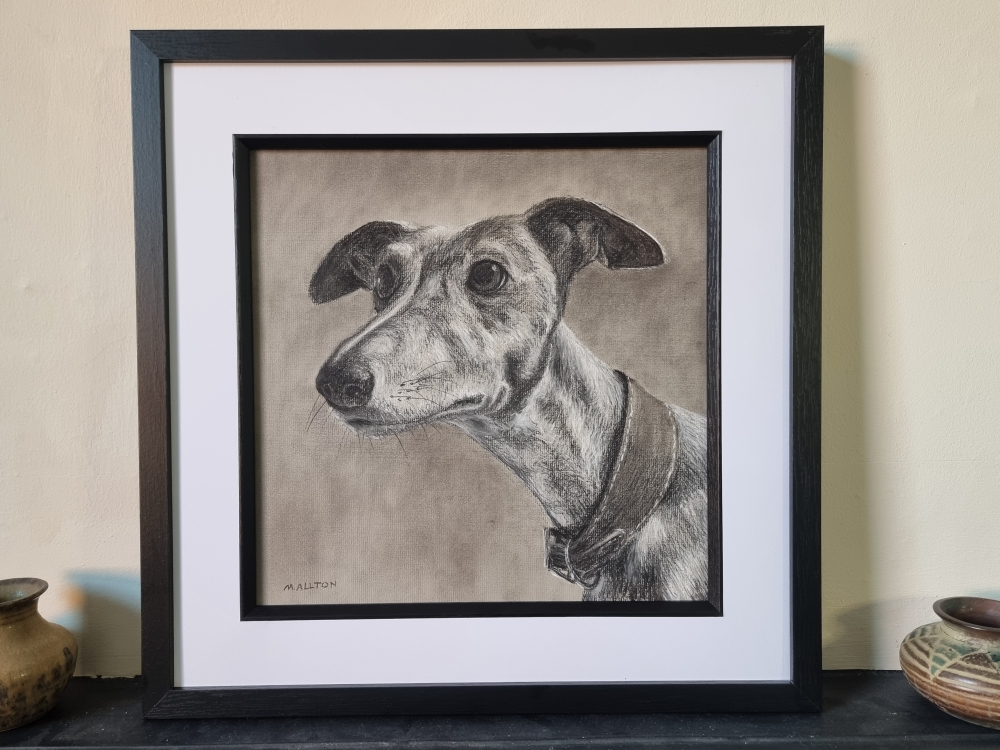 Whippet