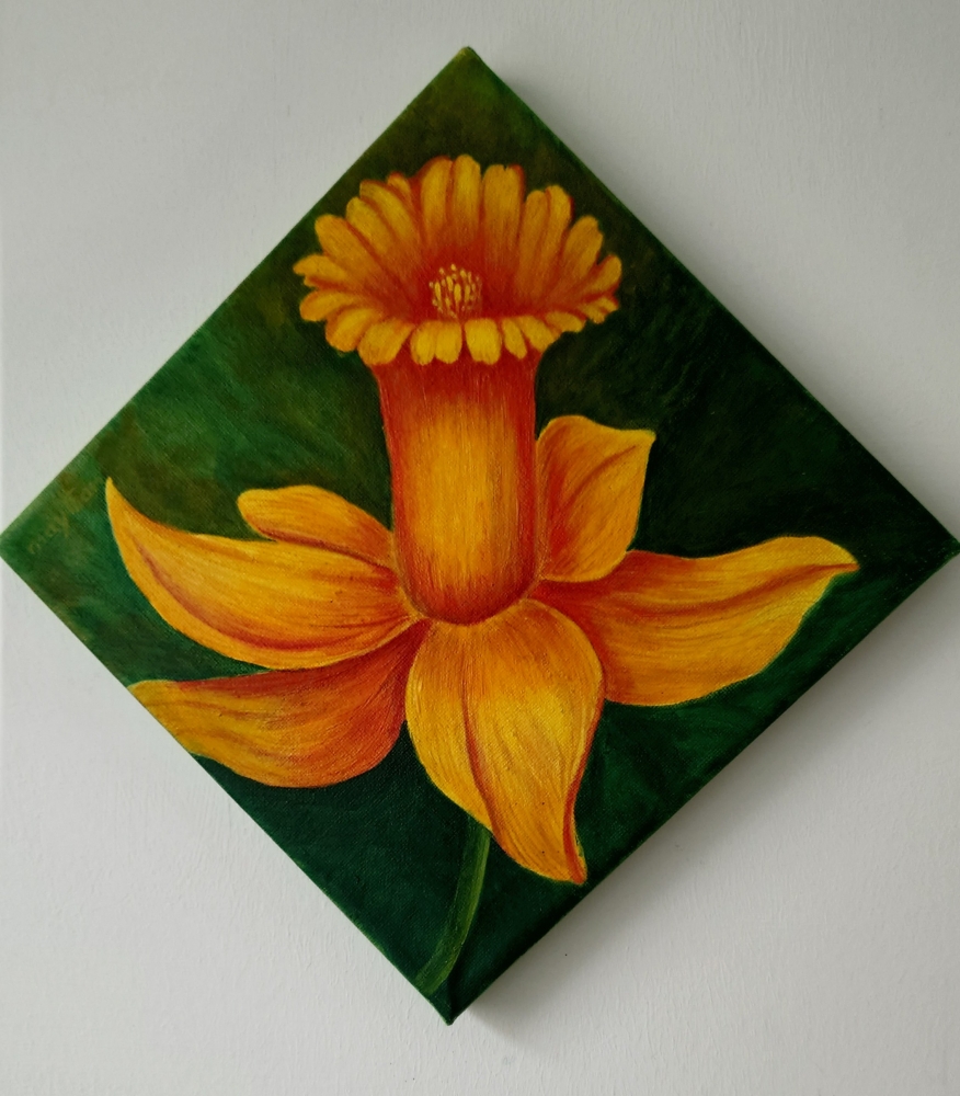 Daffodil 
