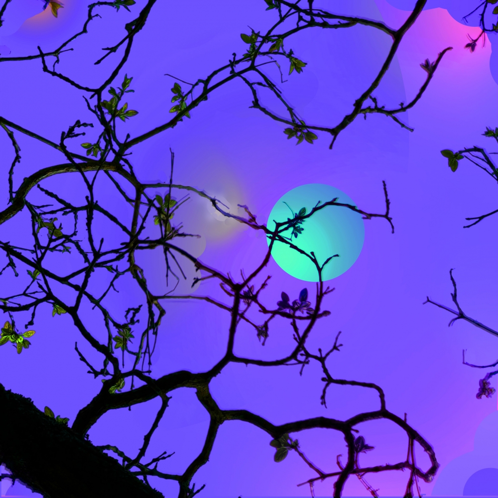 Full Moon Night