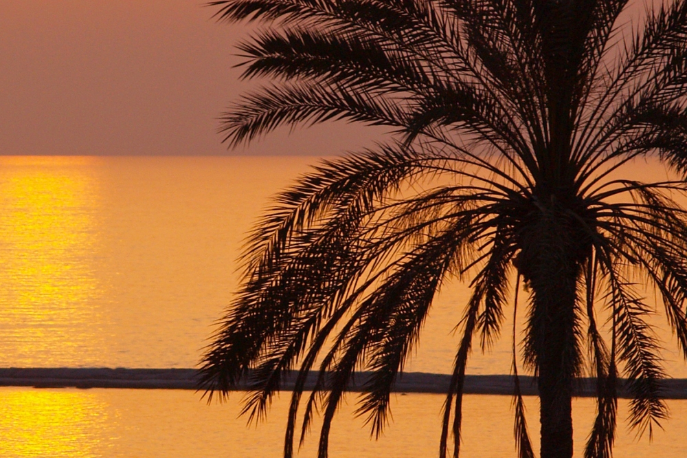 Palm Sunset, Cyprus