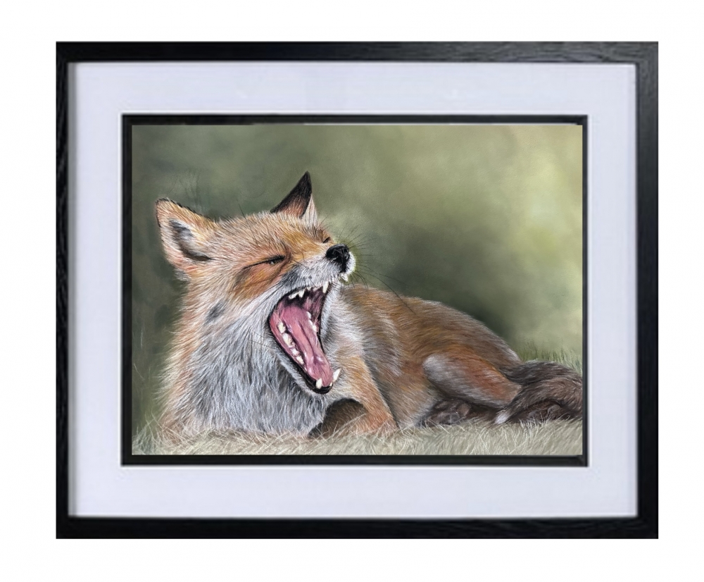 Yawning fox
