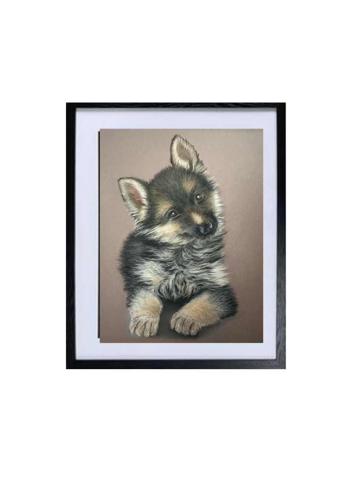 Alsatian puppy 