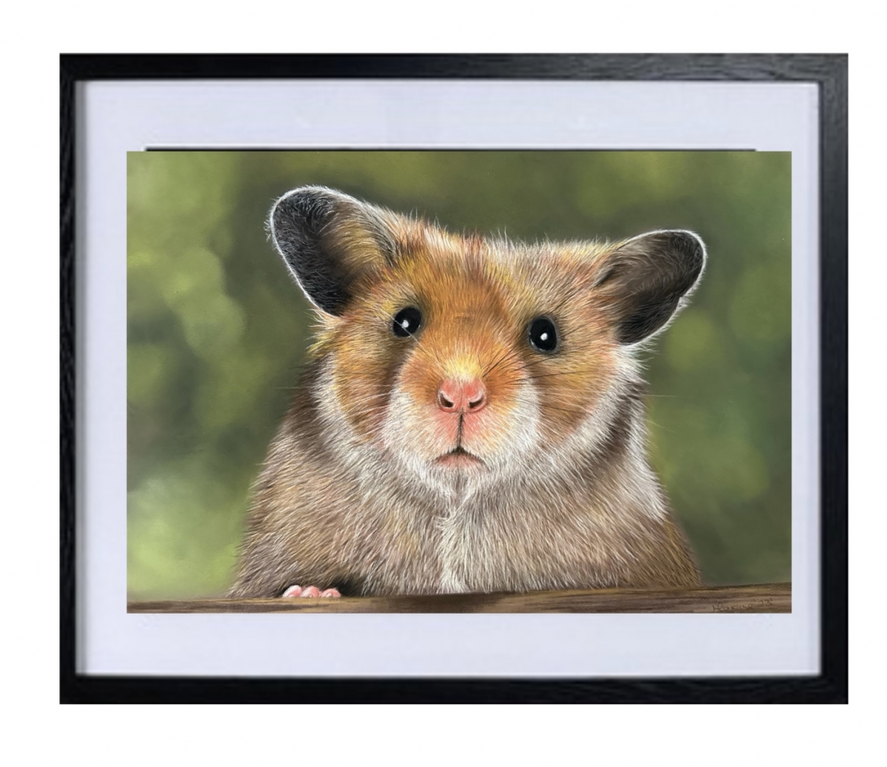 Guinea pig