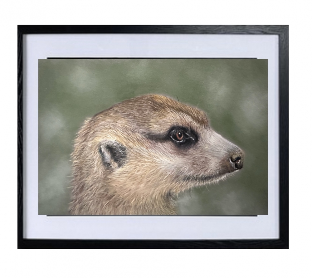 Meerkat