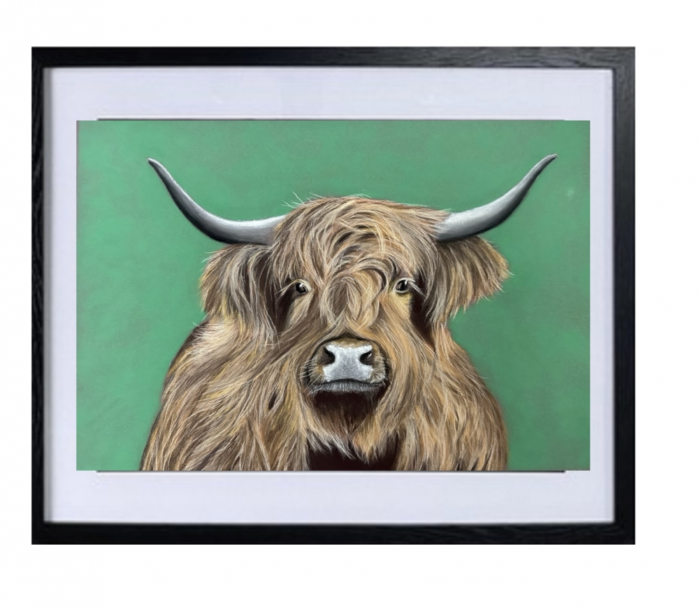 Highland cow