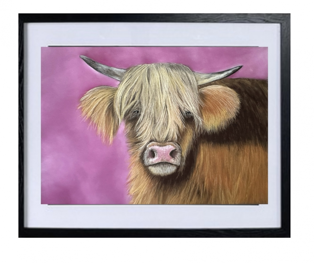 Highland cow
