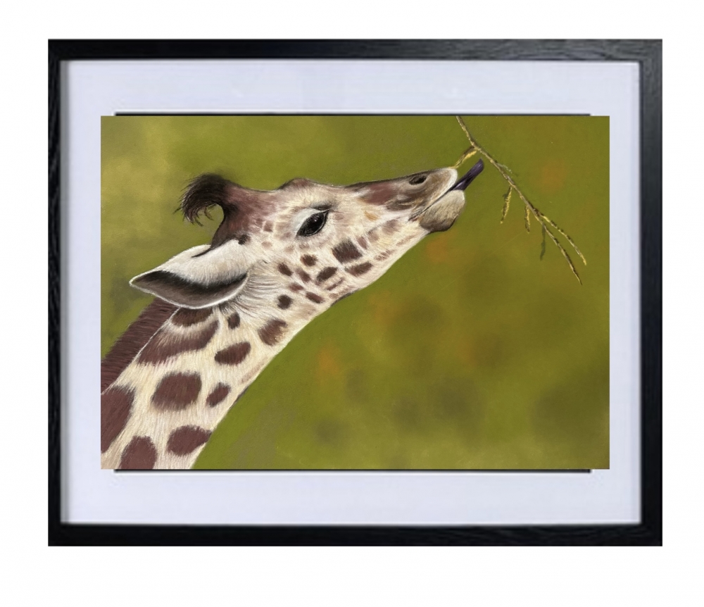 Giraffe 