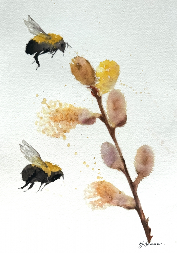 Pussy willow Flowers bumble bees
