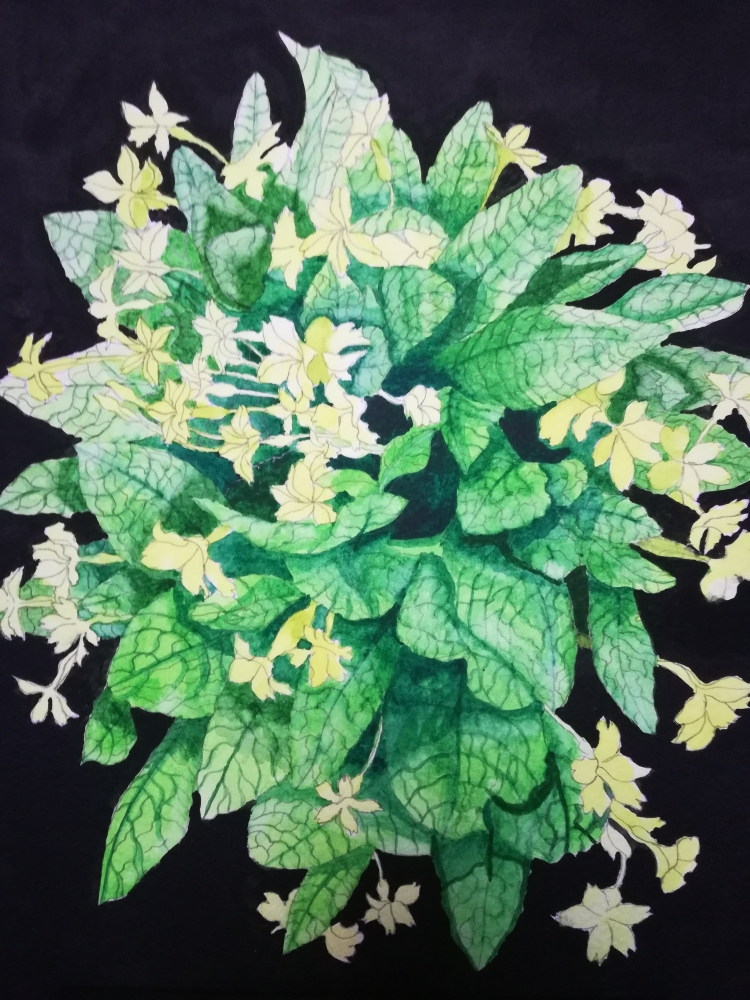 Yellow primroses watercolour 