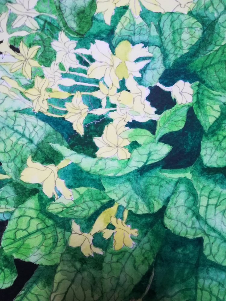 Yellow primroses watercolour 