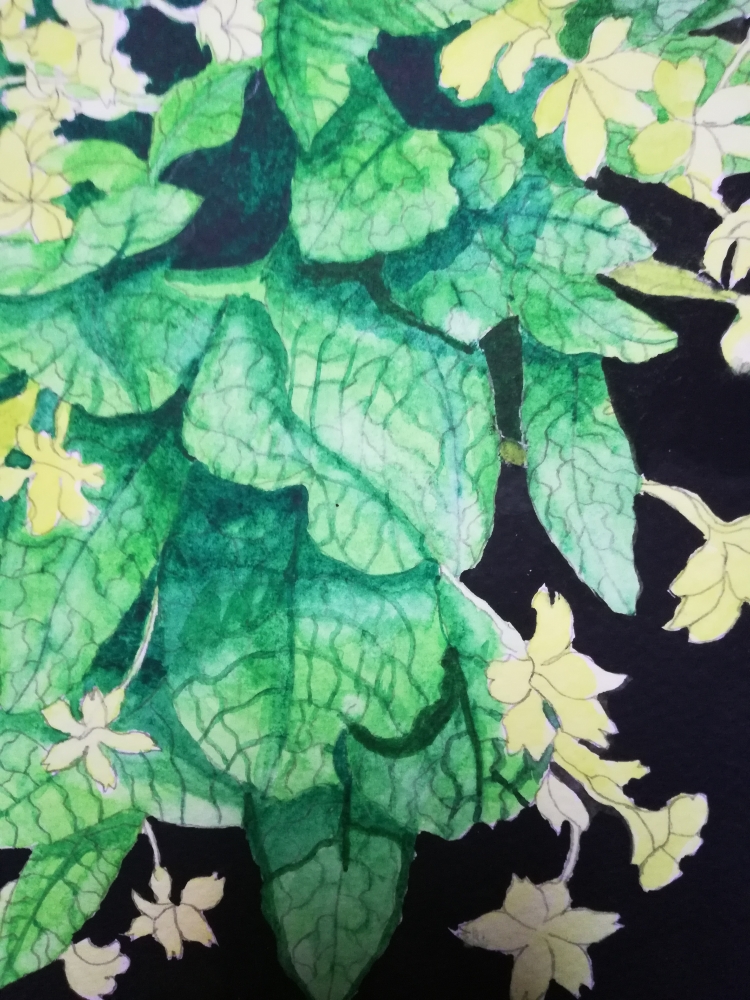 Yellow primroses watercolour 