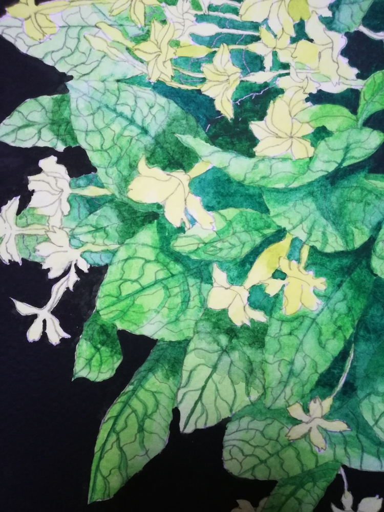 Yellow primroses watercolour 