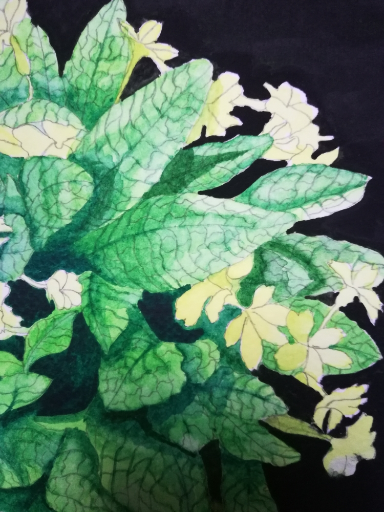 Yellow primroses watercolour 