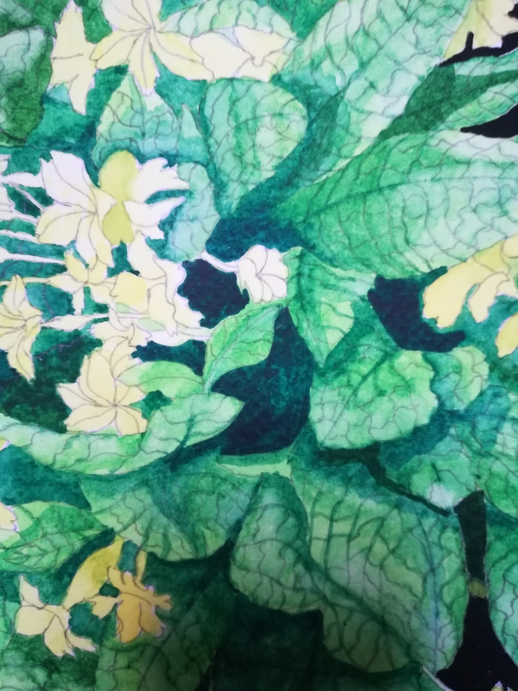 Yellow primroses watercolour 