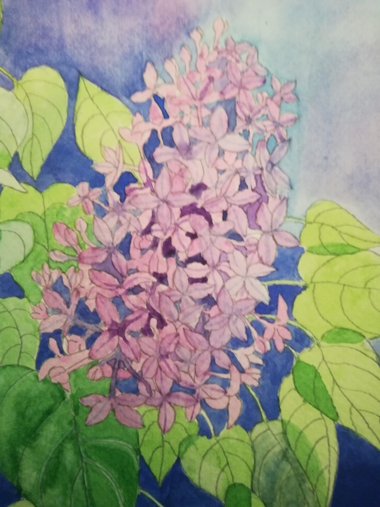 Watercolour lilac blossom 