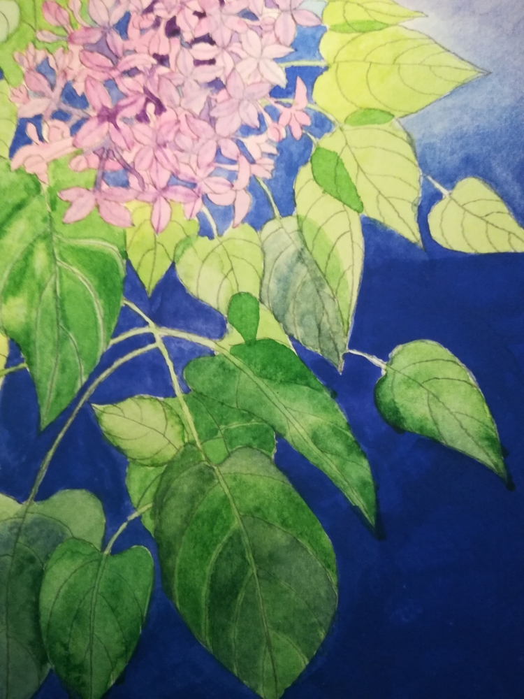Watercolour lilac blossom 