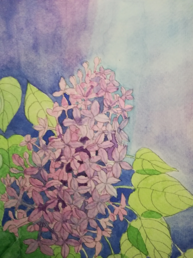 Watercolour lilac blossom 