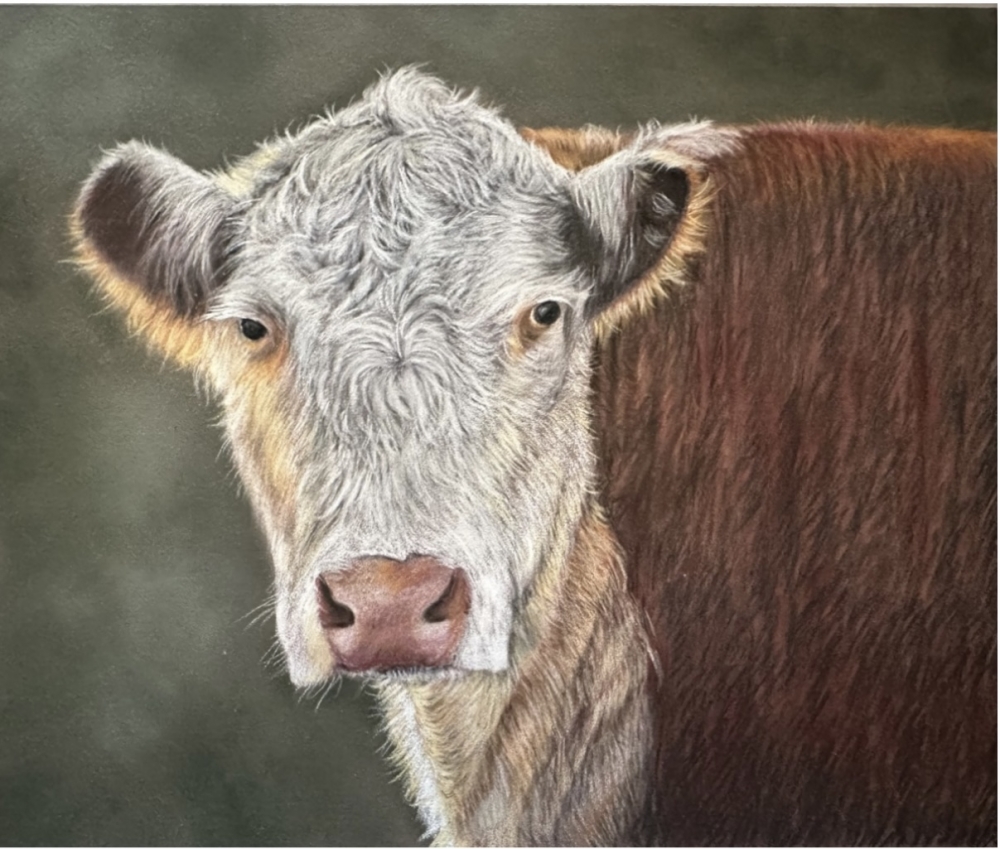 Hereford cow
