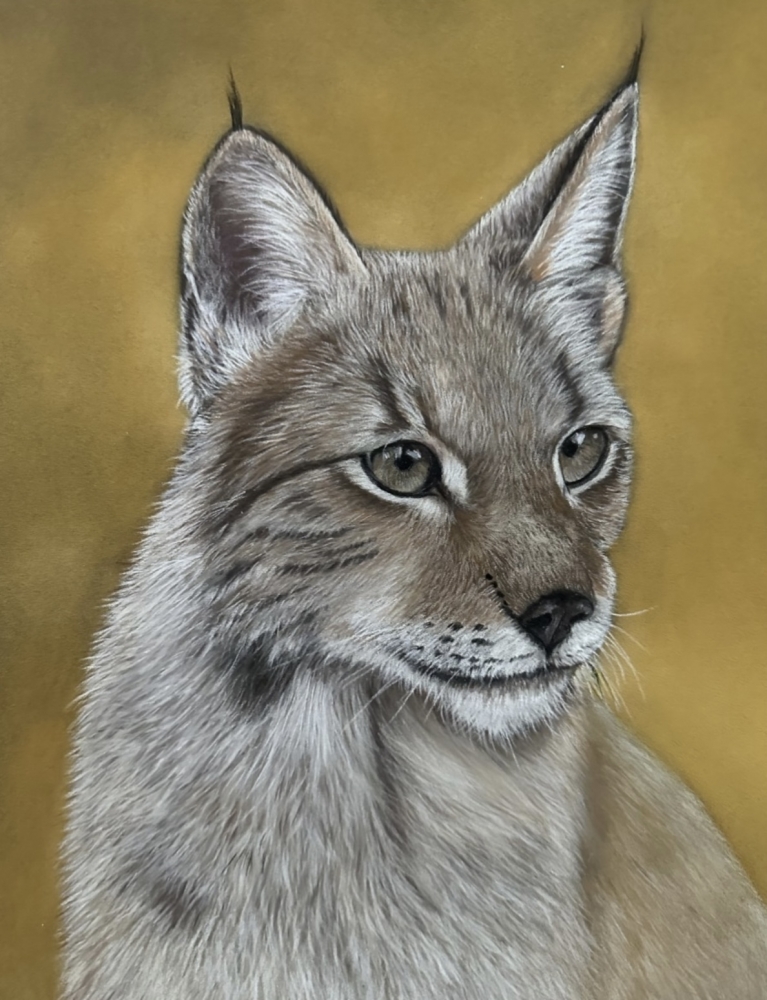Lynx