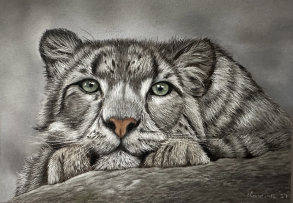 Snow leopard in pastels