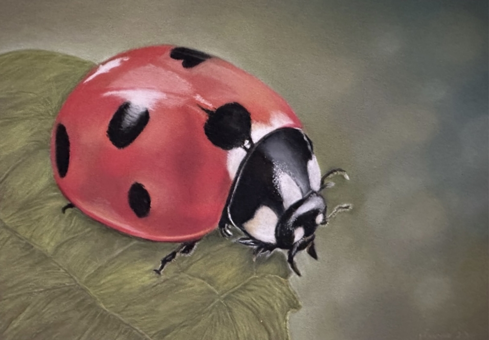 Ladybird