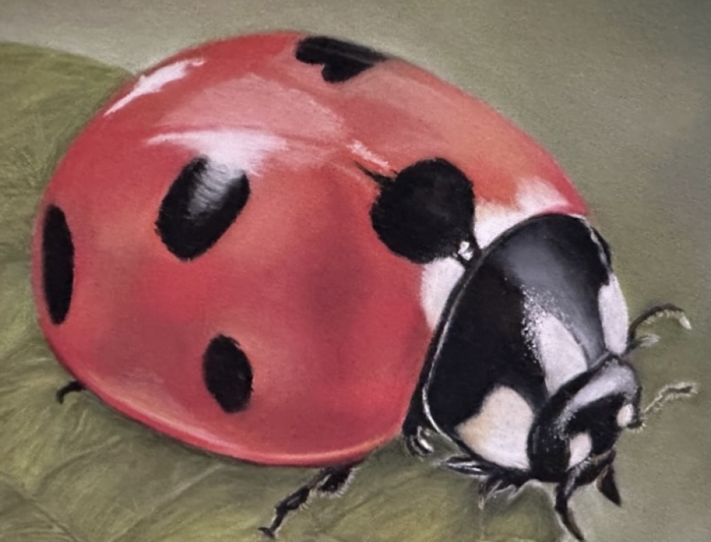 Ladybird