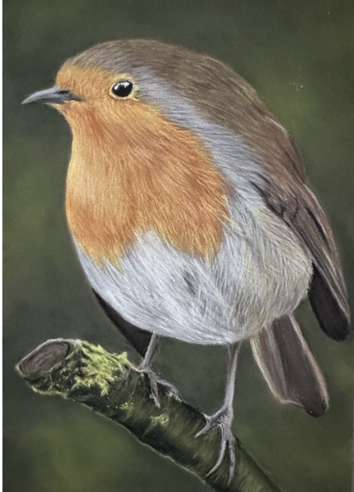 Robin redbreast