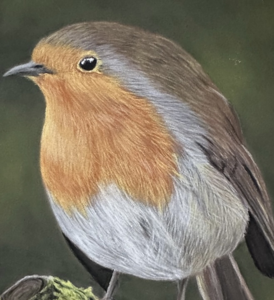 Robin redbreast