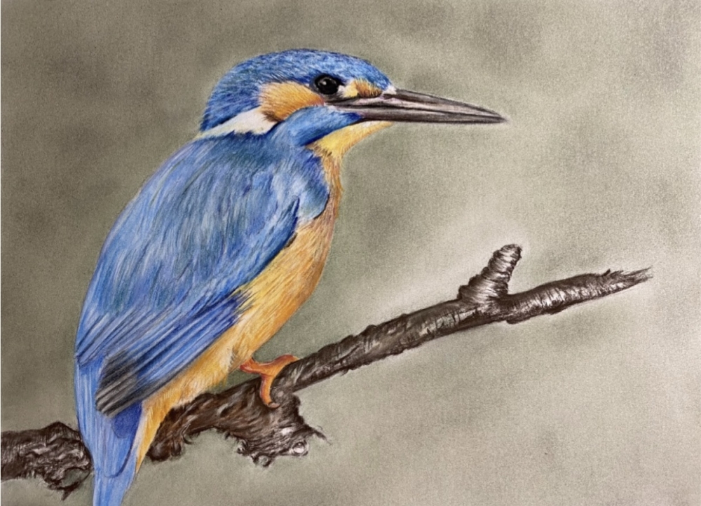 Kingfisher