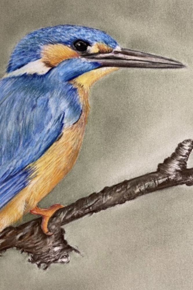 Kingfisher