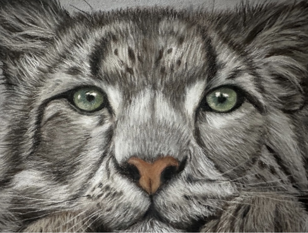 Snow leopard in pastels