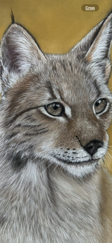 Lynx