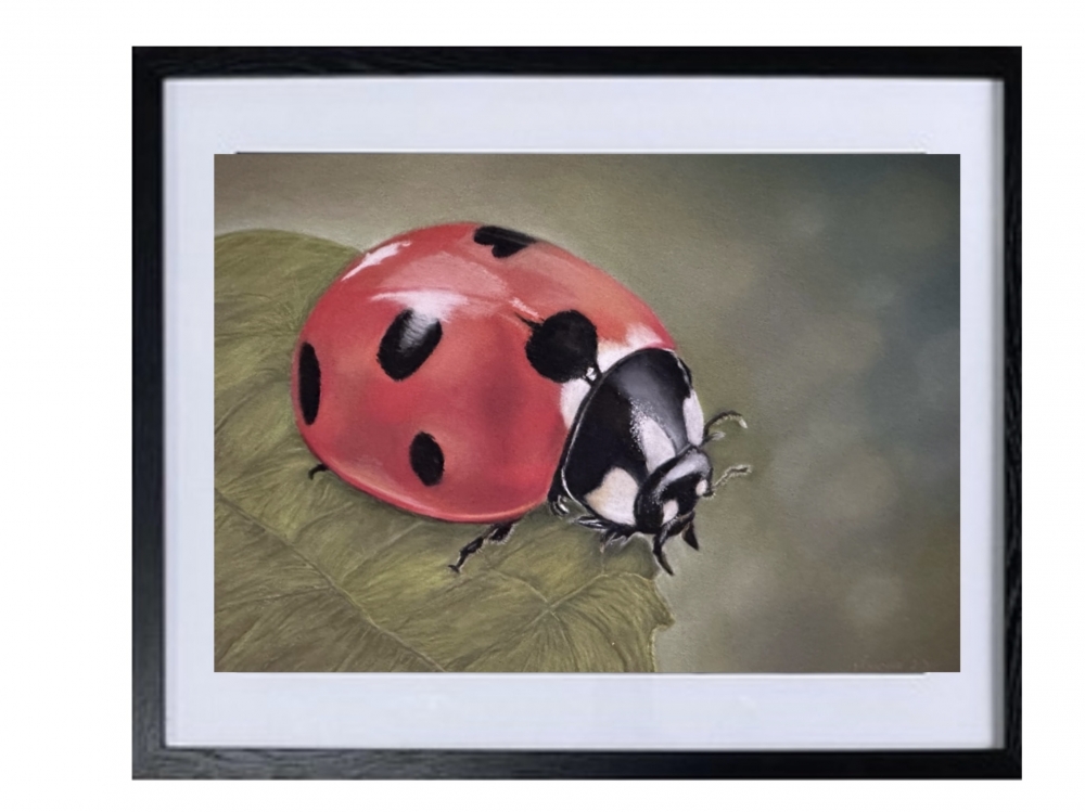Ladybird