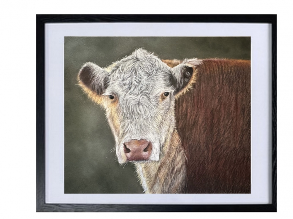 Hereford cow