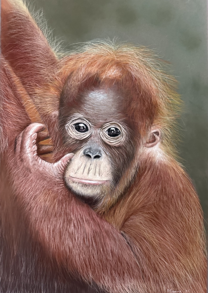 Baby orang u tang