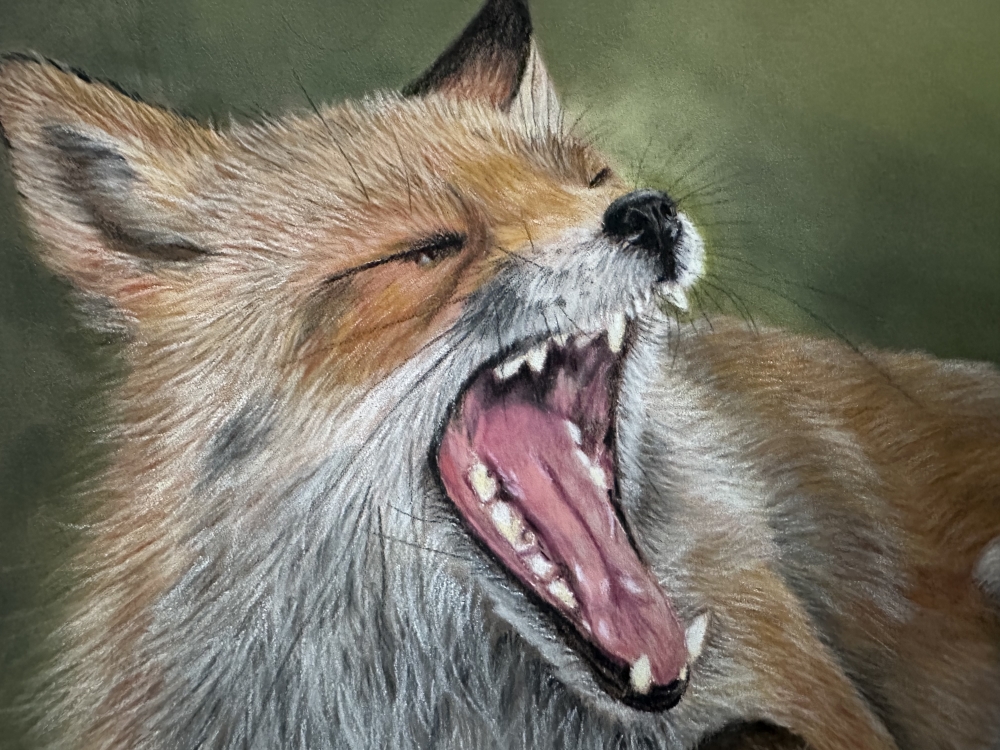 Yawning fox