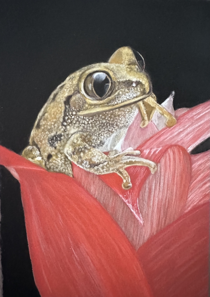 Frog in tulips