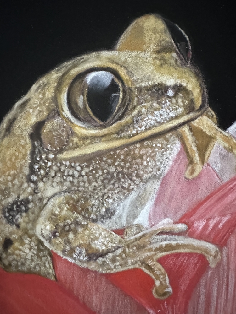 Frog in tulips