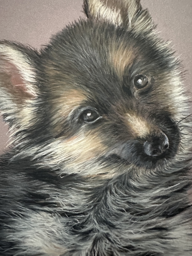 Alsatian puppy 