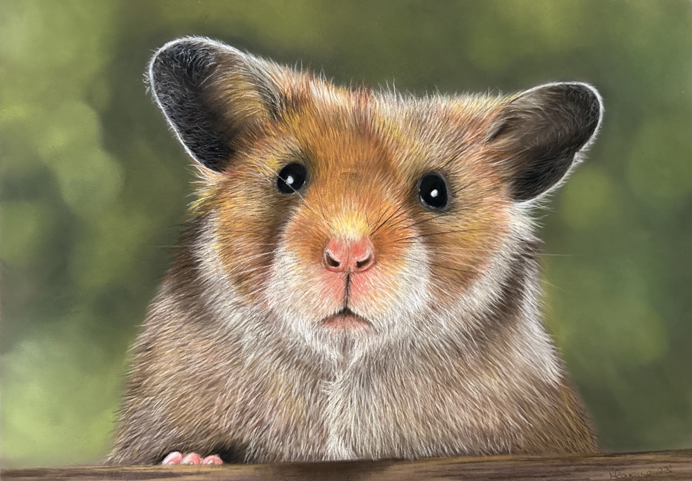 Guinea pig