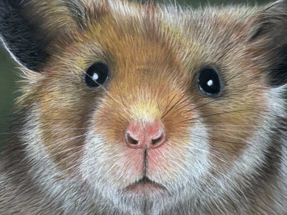 Guinea pig